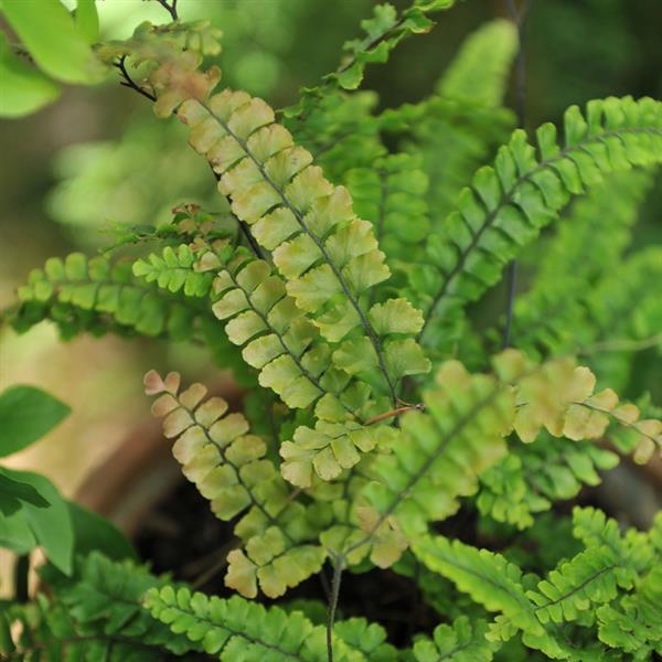 4" Fern Rosy Maidenhair plant photo