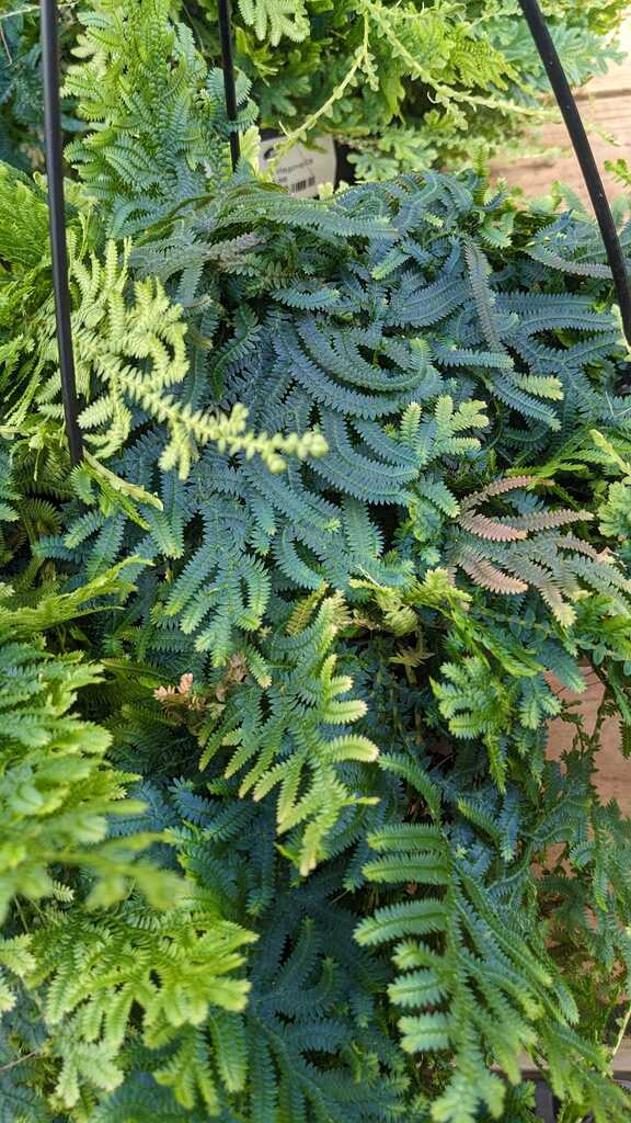 Fern Selaginella Peacock
