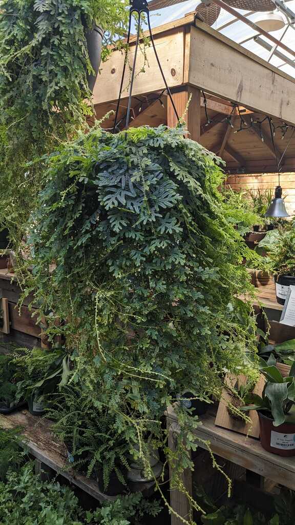 Fern Selaginella Peacock