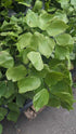 Fern Silver Dollar