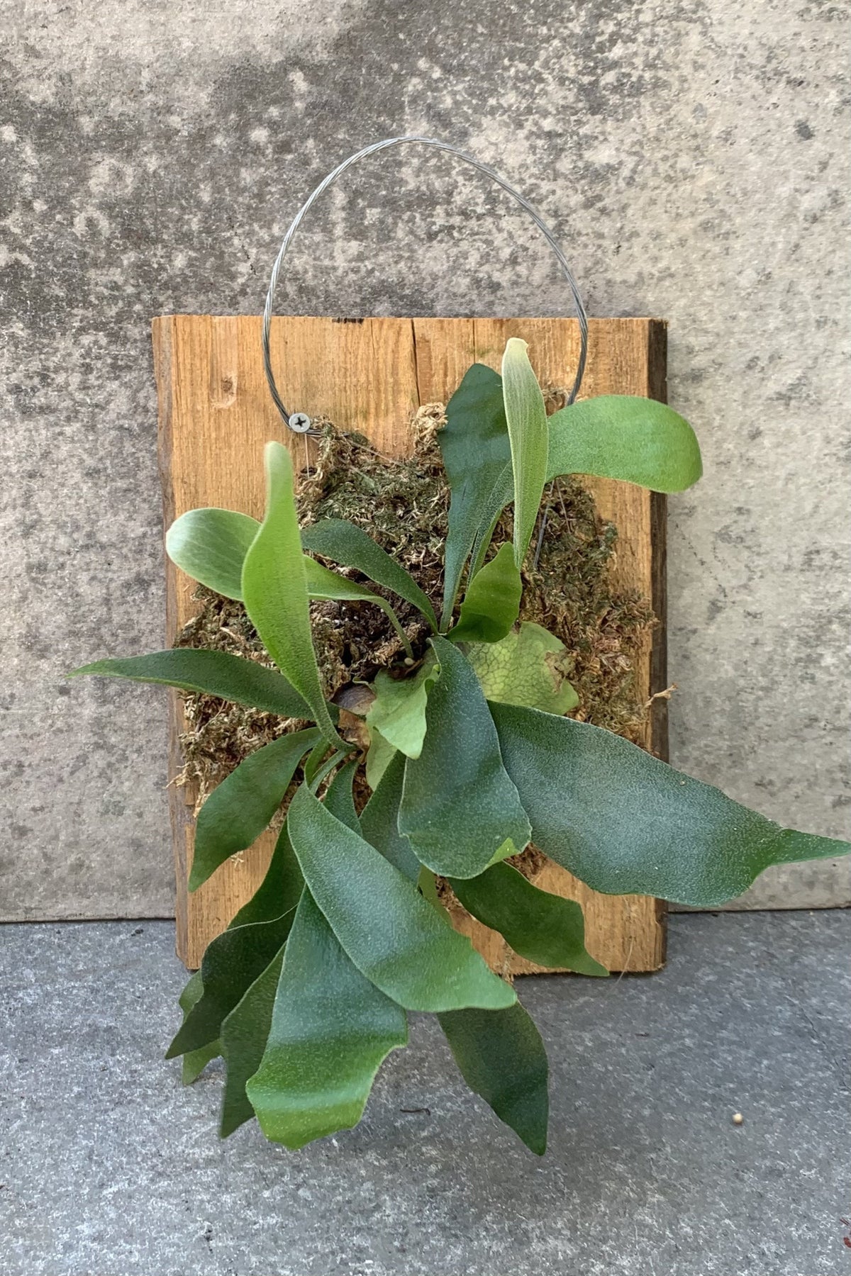 5.5" Fern Staghorn Mount plant photo