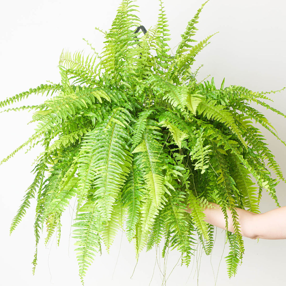 6" Fern Tiger plant photo