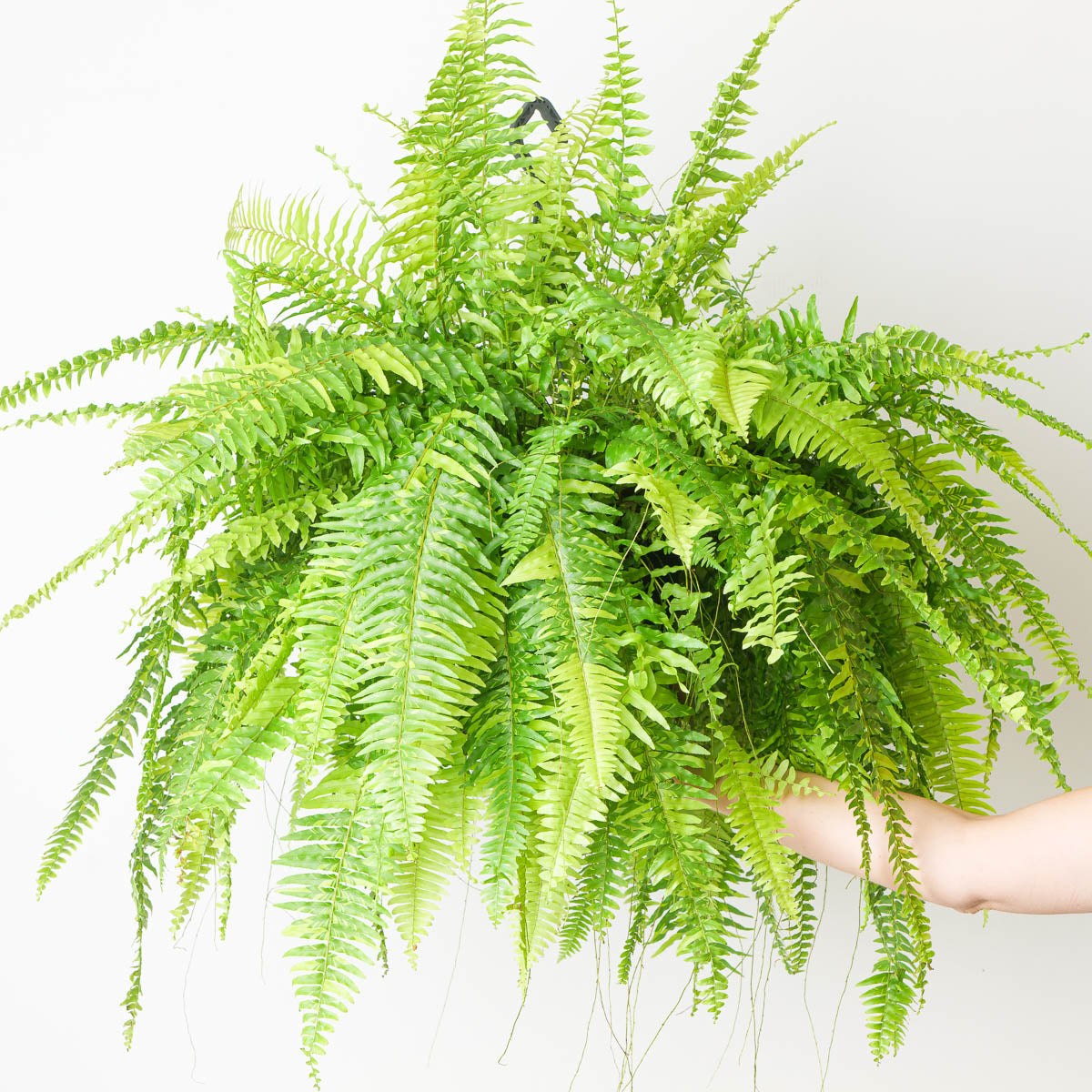 6" Fern Tiger plant photo