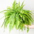 6" Fern Tiger plant photo