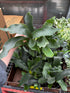 Fern staghorn small