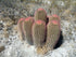 3" Cactus Ferocactus pilosus product photo