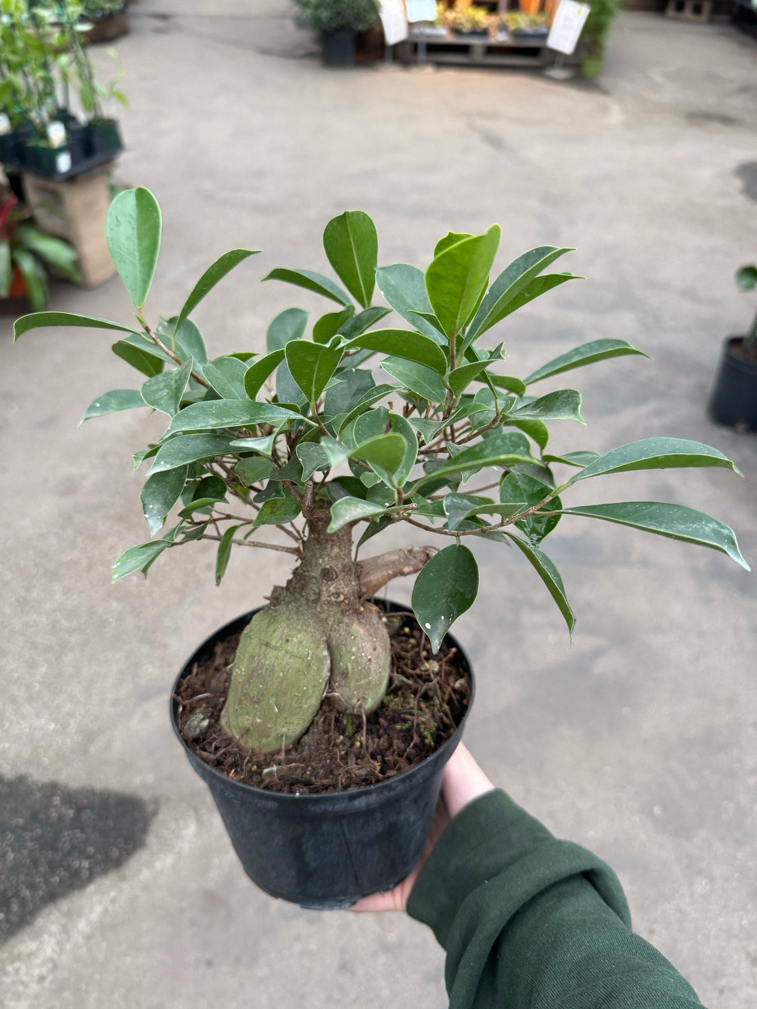 6" Ficus Ginseng