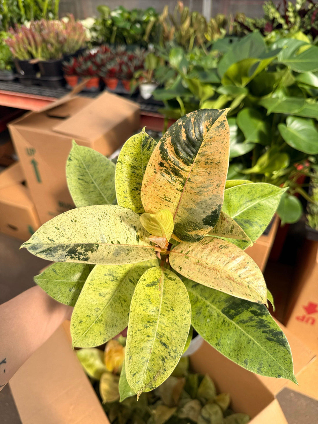 6" Ficus Elastica Shivereana