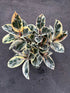 10" Ficus Tineke Std plant photo
