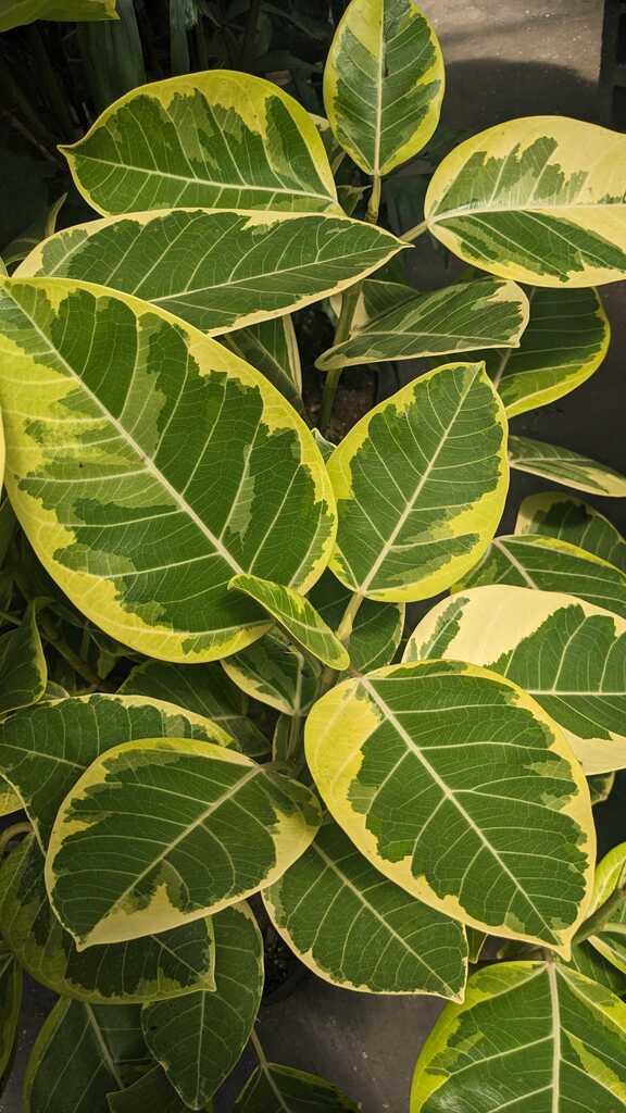 Ficus Altissima Yellow Gem