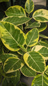 Ficus Altissima Yellow Gem