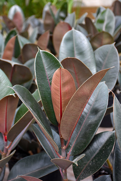 6" Ficus Burgundy plant photo