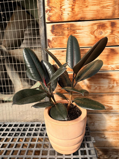 6" Ficus Burgundy