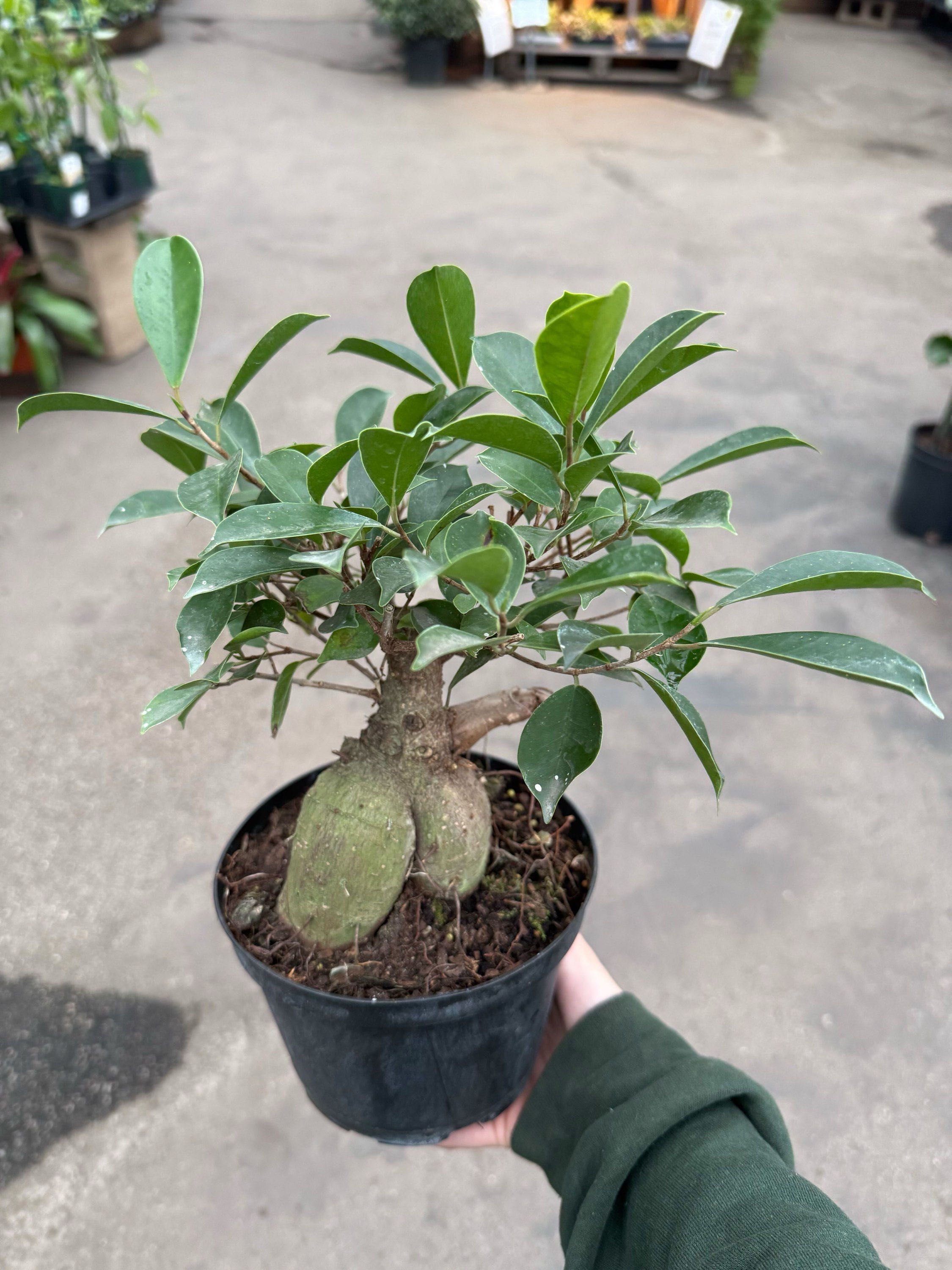 Ficus Ginseng