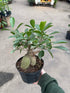 Ficus Ginseng
