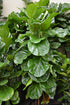 Ficus Lyrata Column plant photo