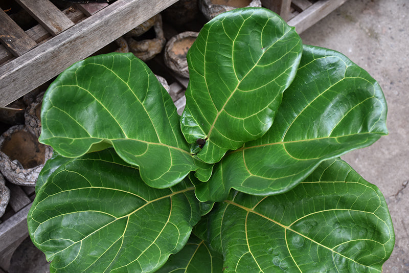 Ficus Lyrata