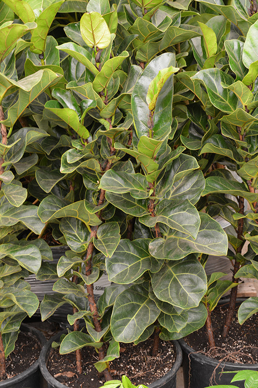 Ficus Lyrata Little Sunshine plant photo