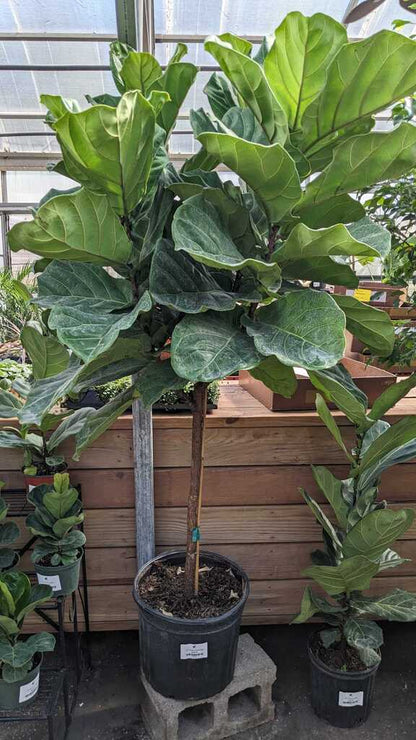 Ficus Lyrata Std