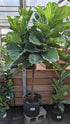 Ficus Lyrata Std