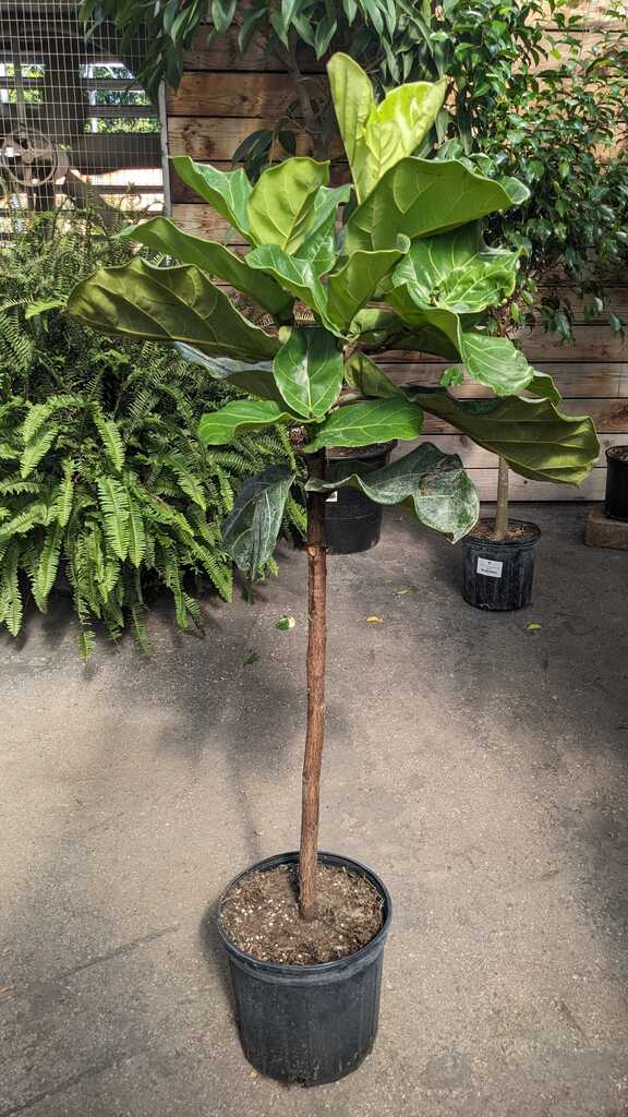 Ficus Lyrata Std