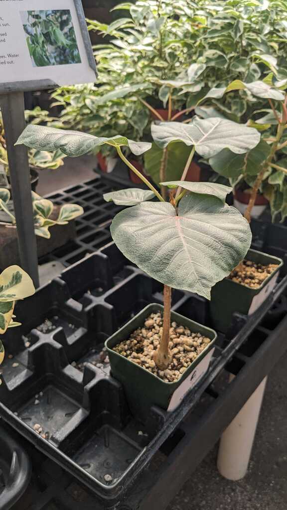 Ficus Petiolaris