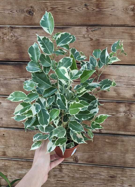Ficus Starlite