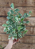Ficus Starlite
