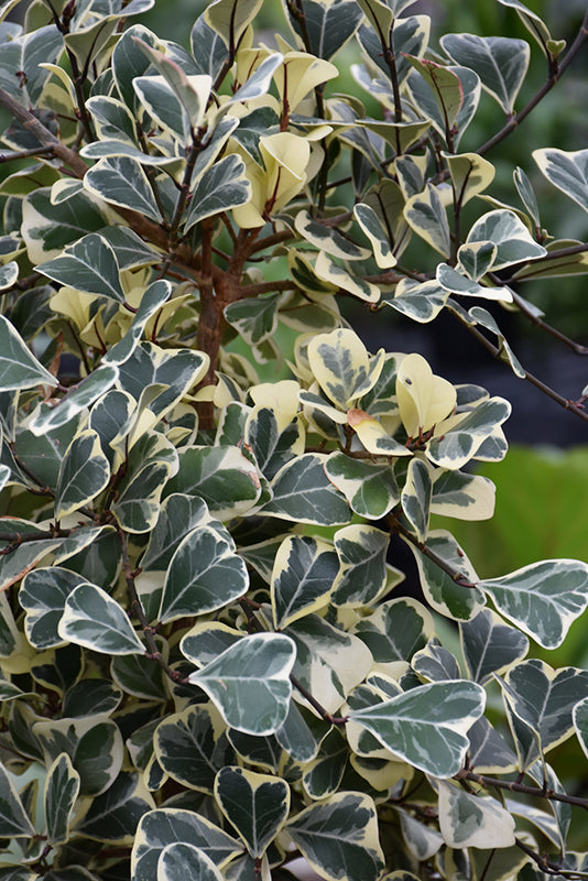 Ficus Triangularis