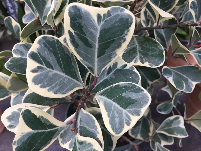 Ficus Triangularis