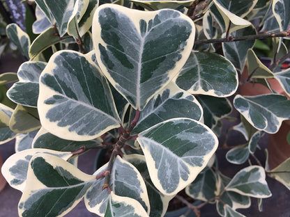 Ficus Triangularis