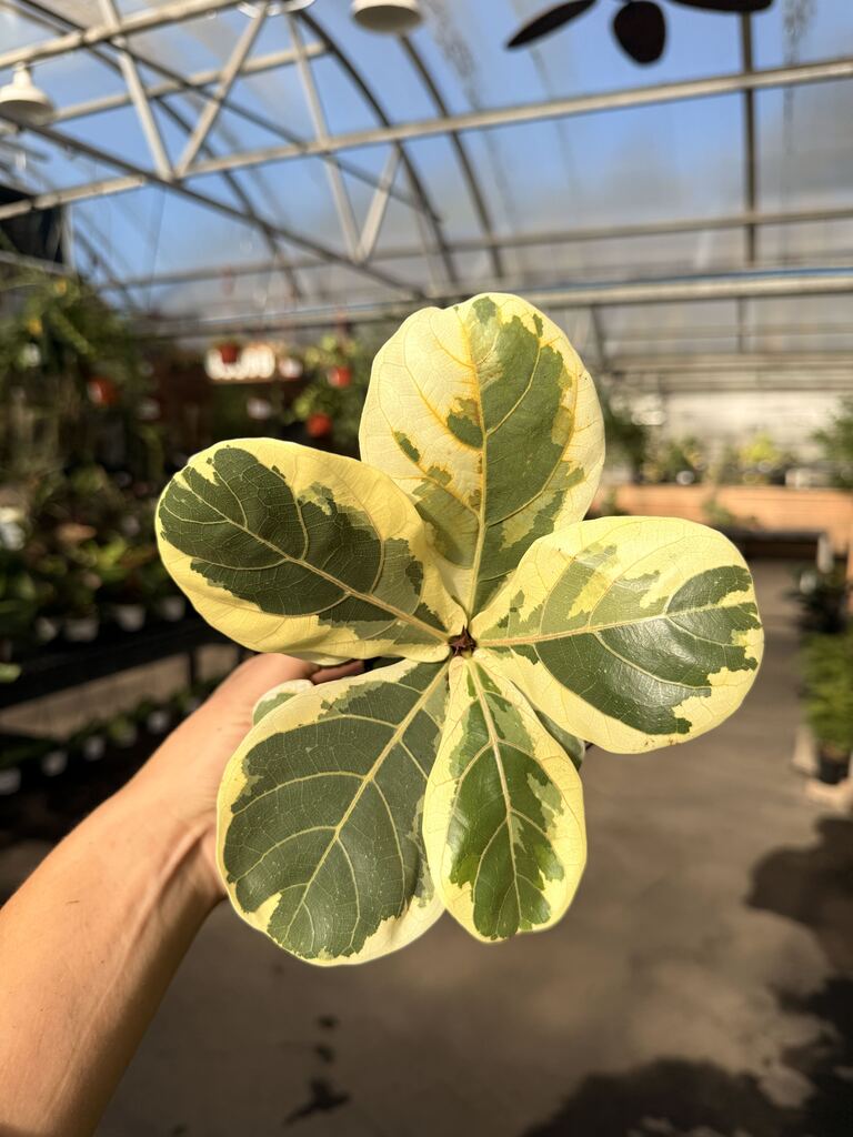 Ficus Variegated Fiddle Leaf