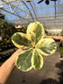 Ficus Variegated Fiddle Leaf