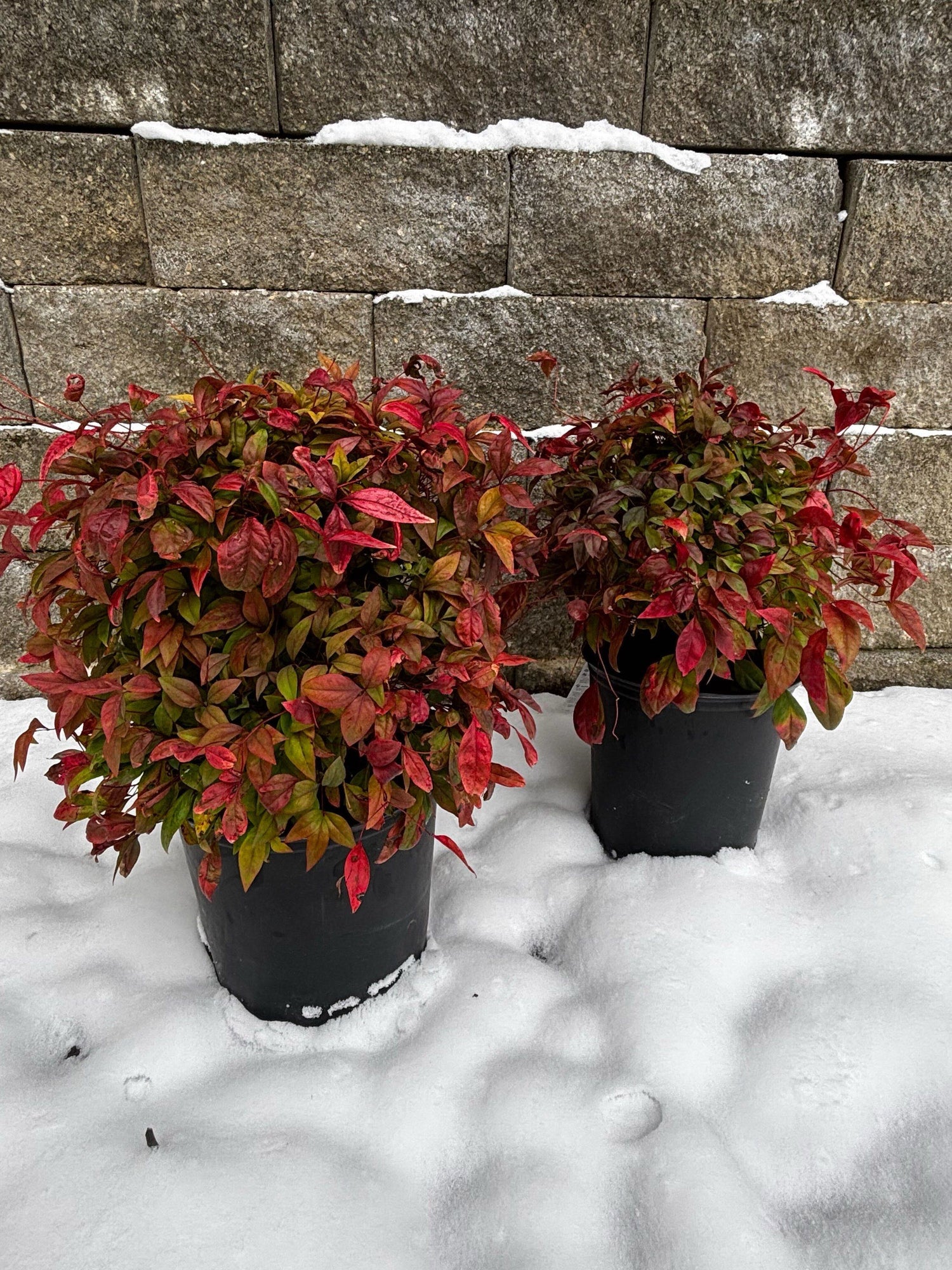 Nandina &