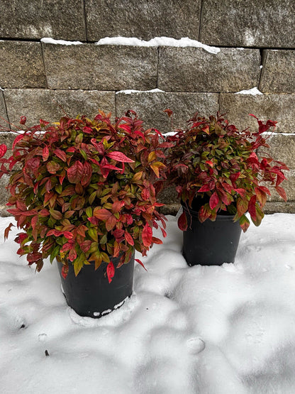 Nandina &