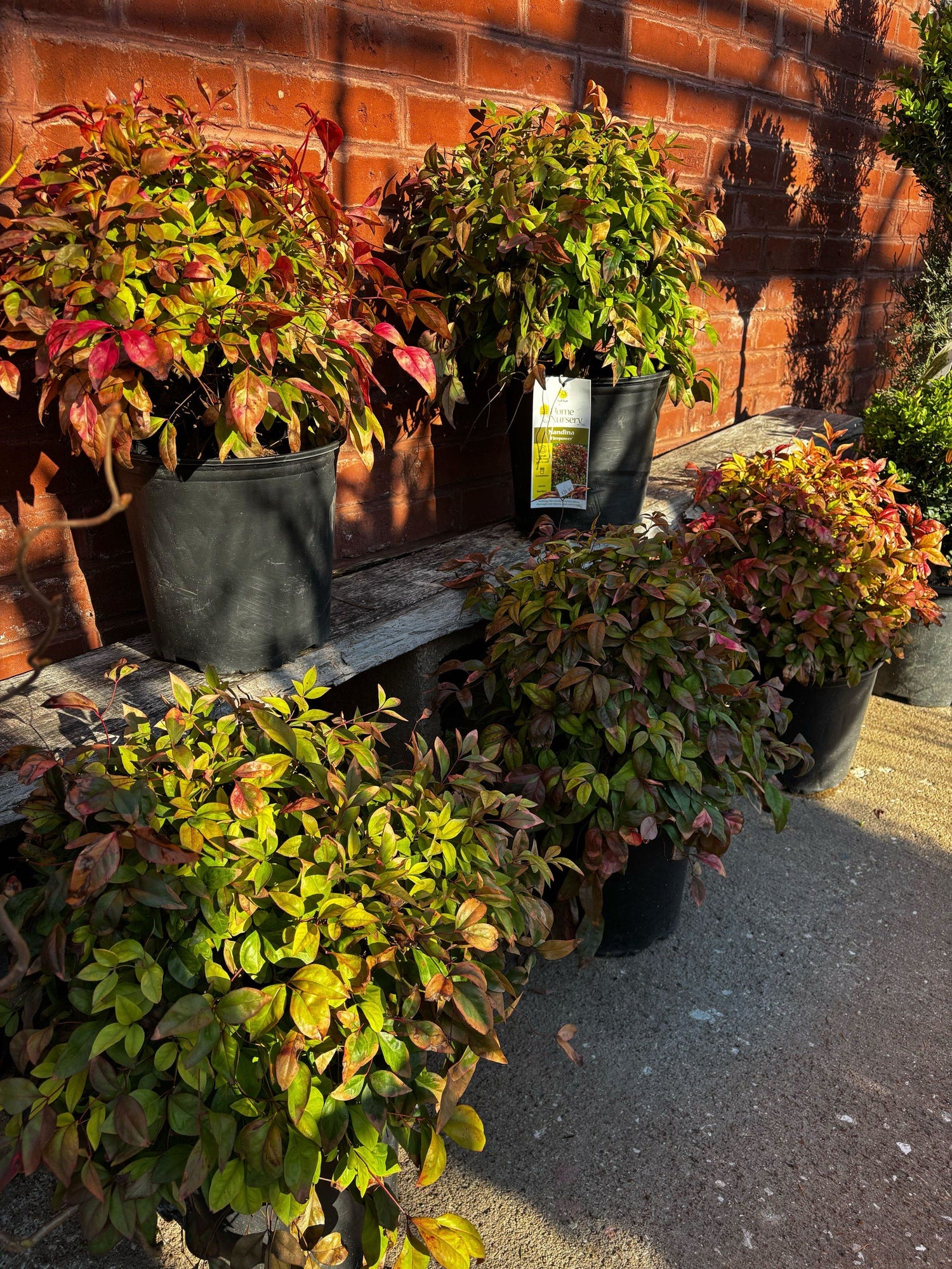 Nandina &