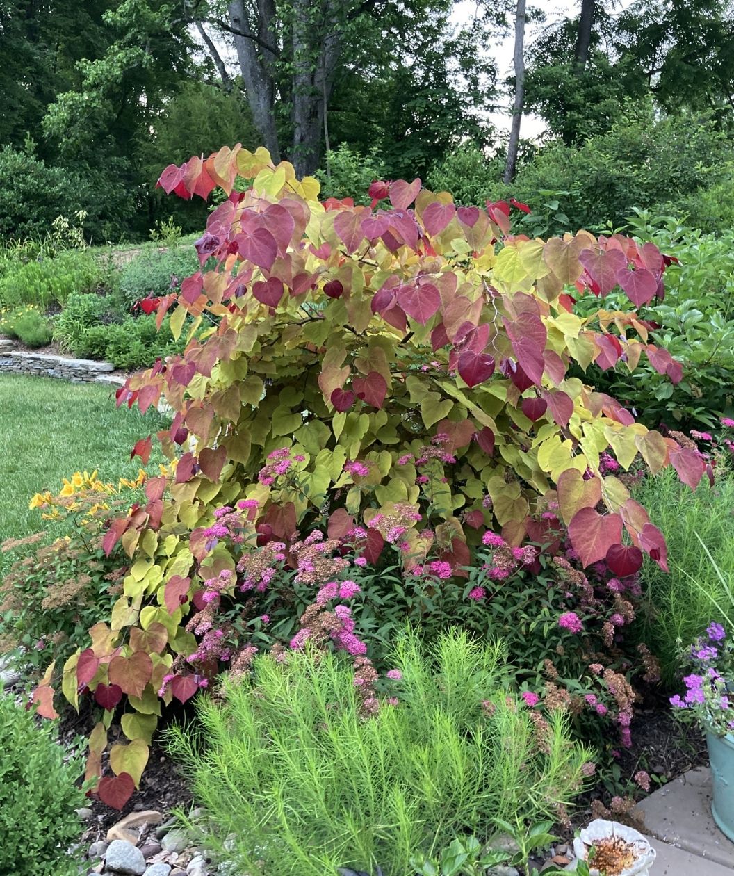 Redbud &