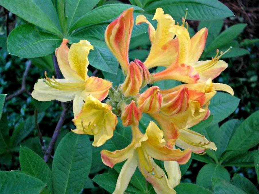 Azalea &