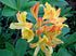 Azalea &