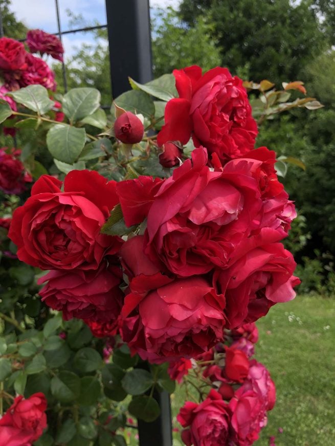 Rose &