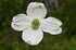 Dogwood &