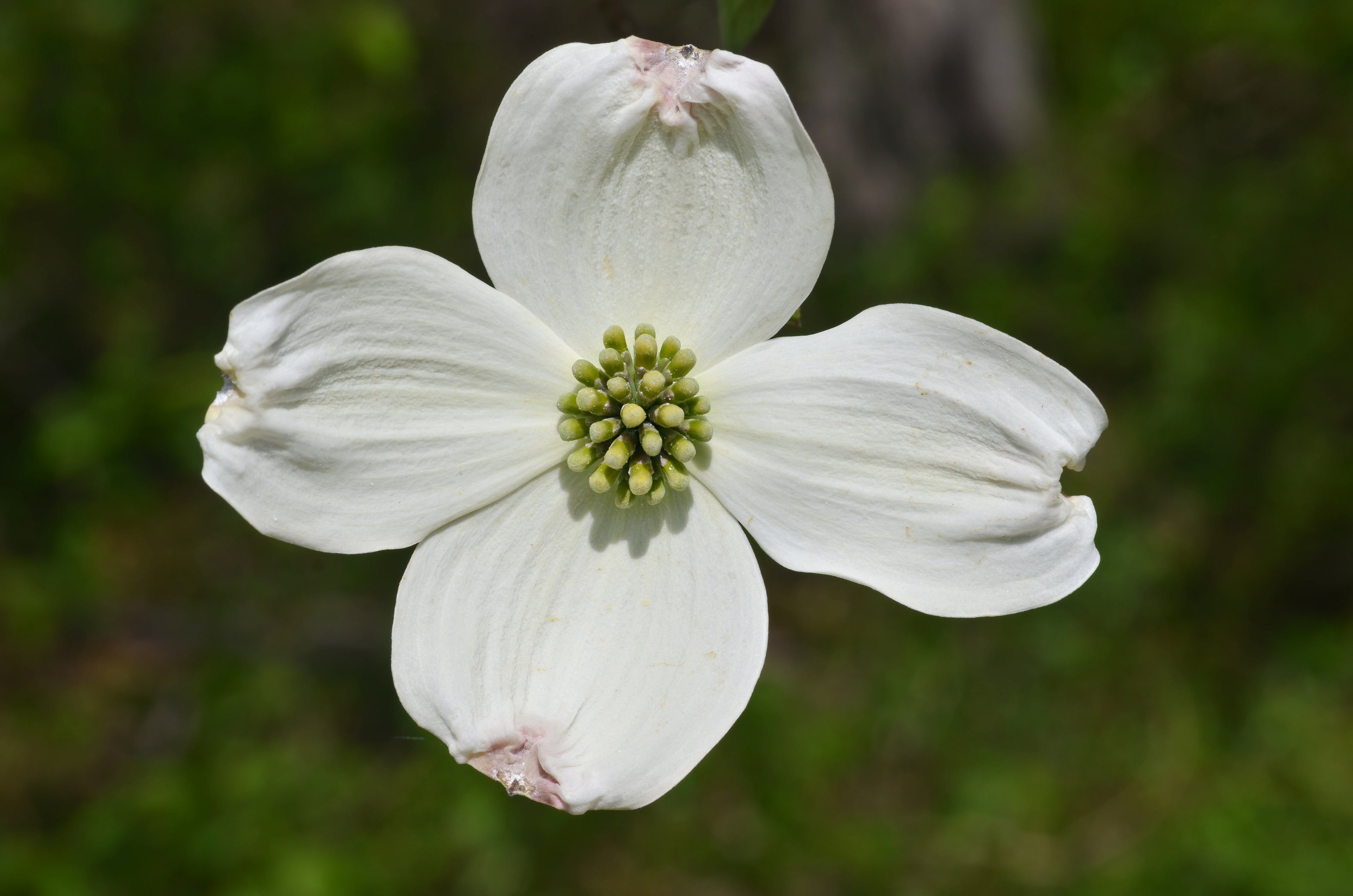 Dogwood Native 