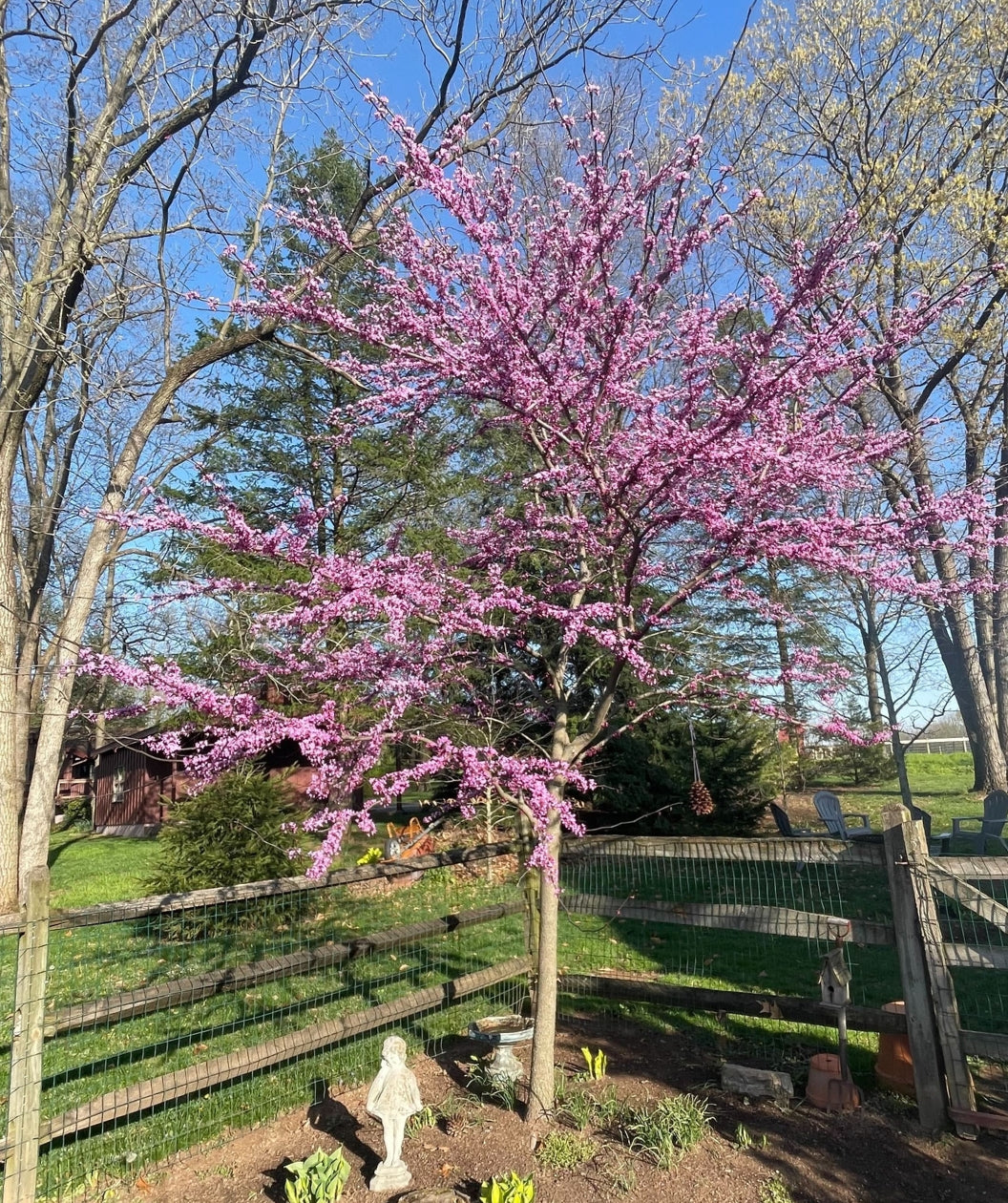 Redbud &