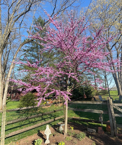 Redbud &