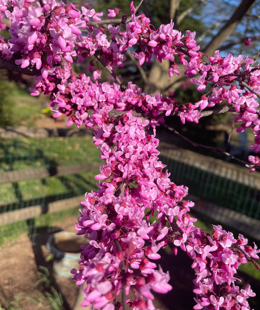 Redbud &