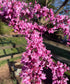 Redbud &