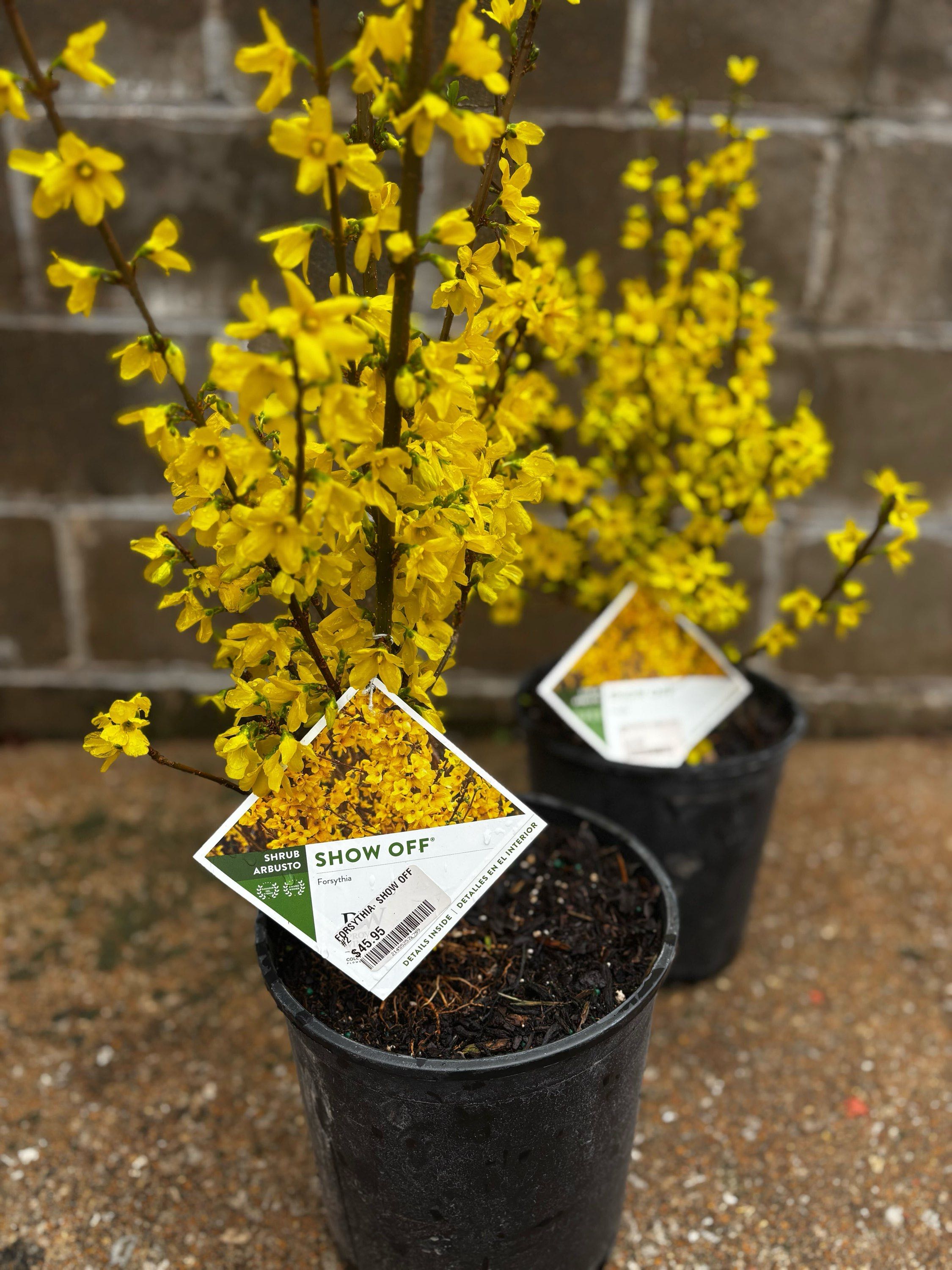Forsythia &