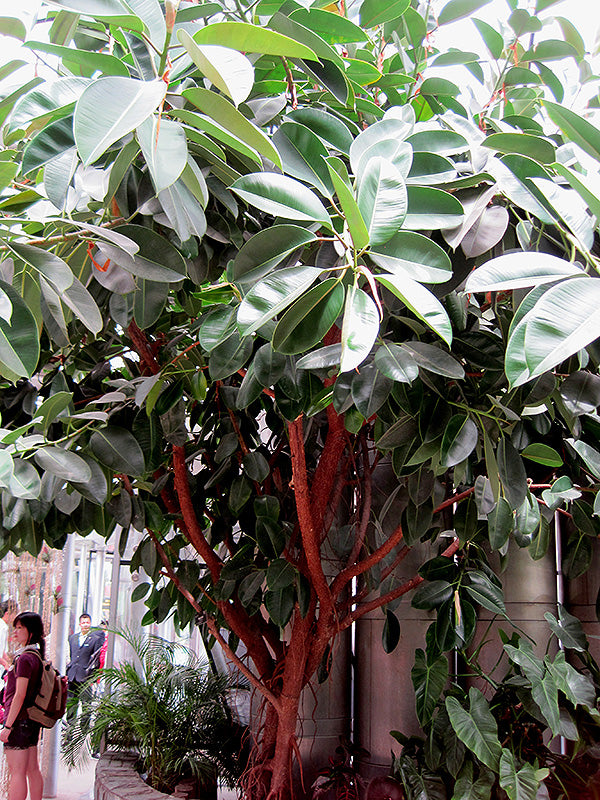 4" Ficus Elastica