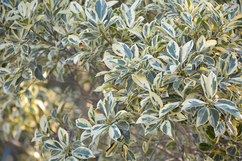 6" Ficus Benjamina Variegata