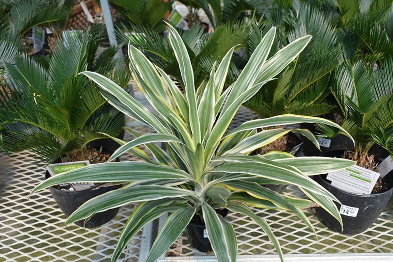 6" Dracaena Warneckii